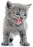 Autocollant sticker voiture moto animal animaux bebe chat chaton gris enfant