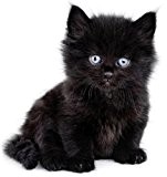 Autocollant sticker voiture moto animal animaux bebe chat chaton noir enfant